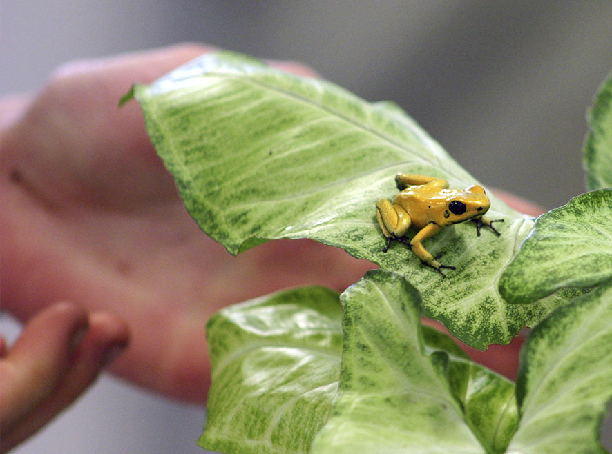 Maestría en Ciencias Biológicas Uniandes